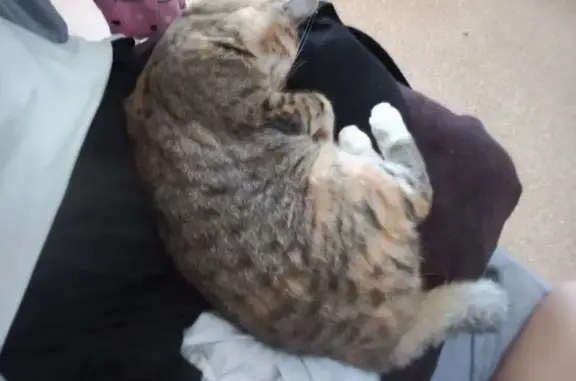 Кошки потеряшки, Вологда, фото: Потеряшка кошка, ул. Строителей, 6Б, Вологда