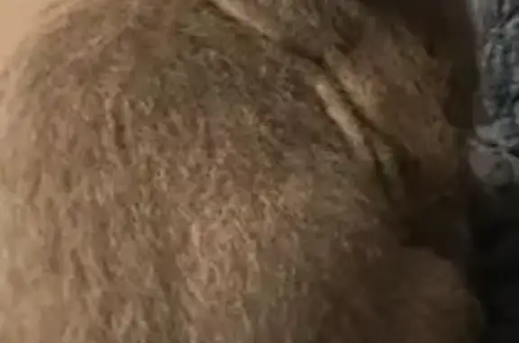 Кошки потеряшки, Тамбов, фото: Потеряшка кот, ул. Дружбы, Тамбов