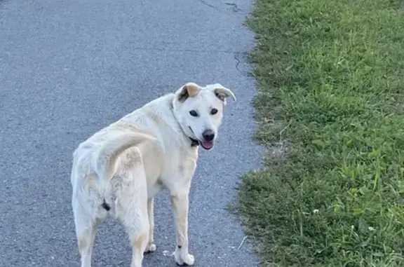 Собака найдена: Соколова, 8/1, Чебоксары