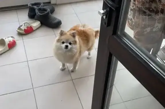 Собаки потеряшки, Совхозный, фото: Потеряшка шпиц на ул. Мостовая, Совхозный