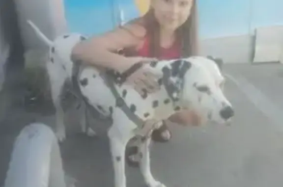 Пропала собака, ул. Шевцова 1, Краснодар