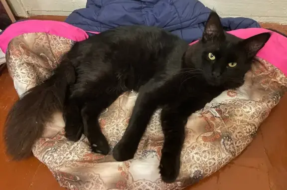 Найдена кошка, Архангельск, фото: Кошка найдена: ул. Мусинского, 15, Арх.