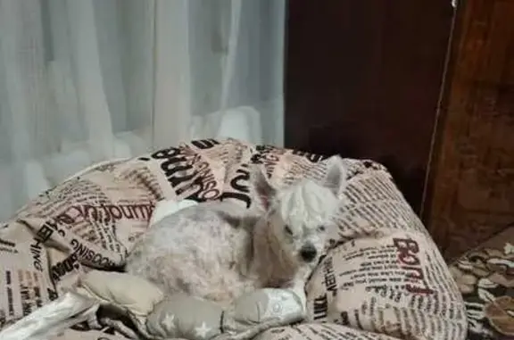 Собаки потеряшки, Армавир, фото: Потеряшка собака, ул. Каспарова, Армавир