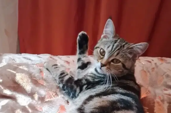 Пропала кошка, Полевая ул., с. Л. Толстого