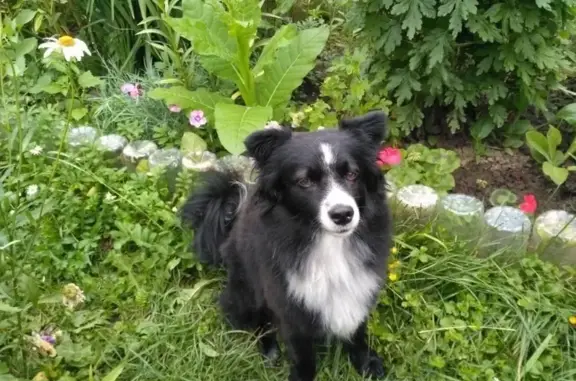 Собаки потеряшки, , фото: Потеряшка собака, Казань, Татарстан