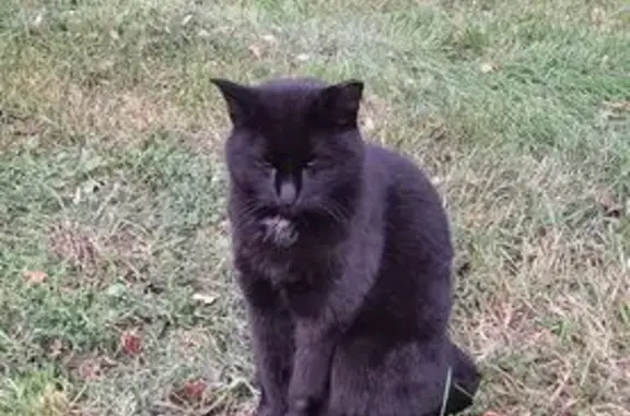 Чёрная кошка найдена у Алтайской 7, СПб