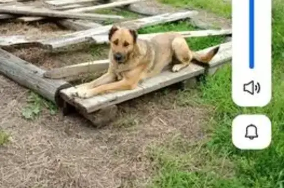 Пропала рыжая собака, Новая ул., Сельниково