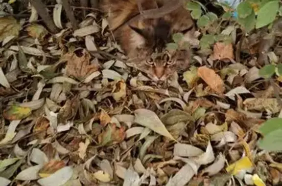 Найдена кошка, Калуга, фото: Кошка найдена: ул. Гагарина, 11, Калуга