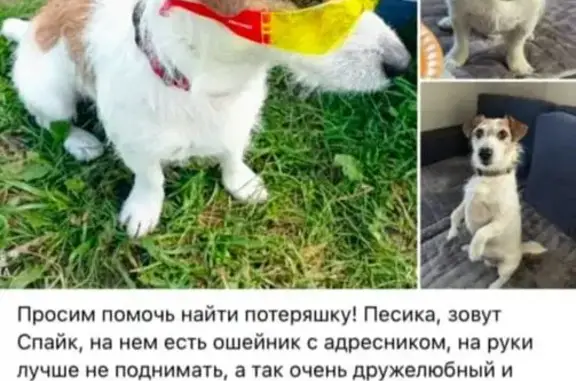 Собаки потеряшки, Тула, фото: Потеряшка собака, Глушанская ул., Тула