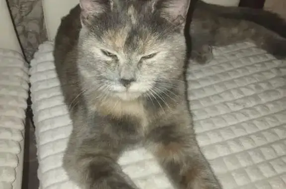 Кошка найдена: 1-я Фатежская ул, 69, Курск