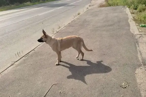 Найдена собака, Ново-Талицы, фото: Собака найдена на остановке Сады, 24К-260