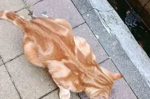 Найдена кошка, Сочи, фото: Найдена рыжая кошка, Кубанская 7, Сочи