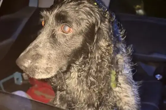 Спаниель найден на Жуковского, 23 в Хабаровске