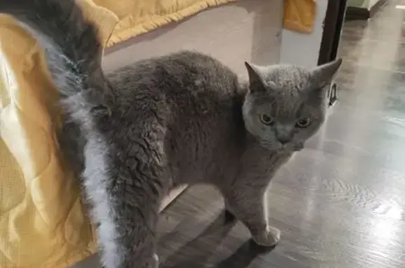 Калининград: найдена кошка на Интернациональной, 65