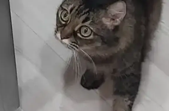 Пропала кошка, ул. Ленина, 138, Бор