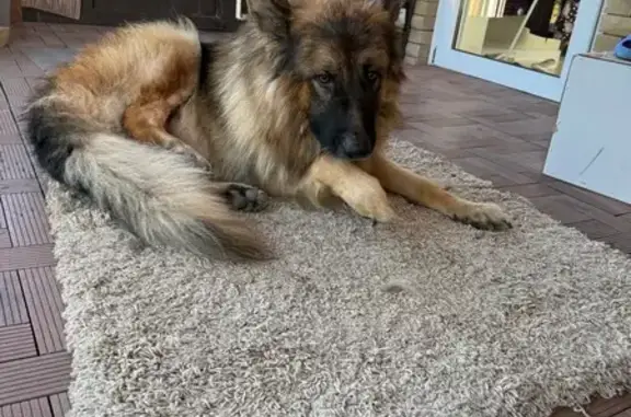 Найдена собака, Ростовская область, фото: Собака найдена в хуторе Ленинаван, Ростовская область