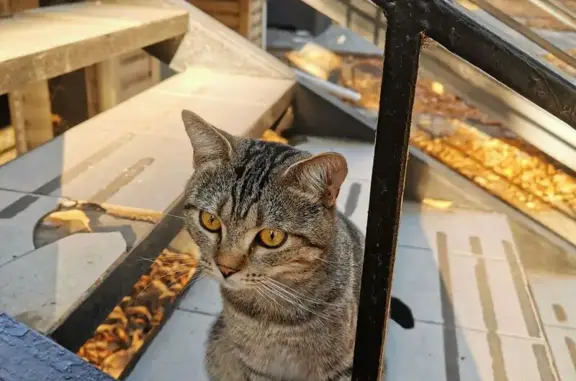 Кошка найдена: Коммунистический пр., 30