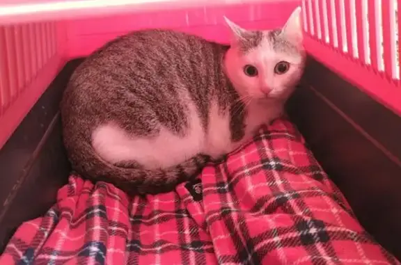 Найдена кошка, Московская область, фото: Найдена кошка, 46К-5440, МО