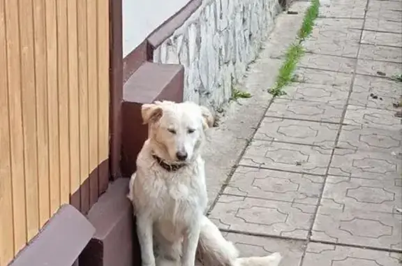 Найдена собака, , фото: Найдена собака Белла, Аровский с/с, РБ