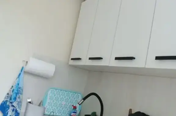 Пропала кошка, ул. Дыбенко, СПб