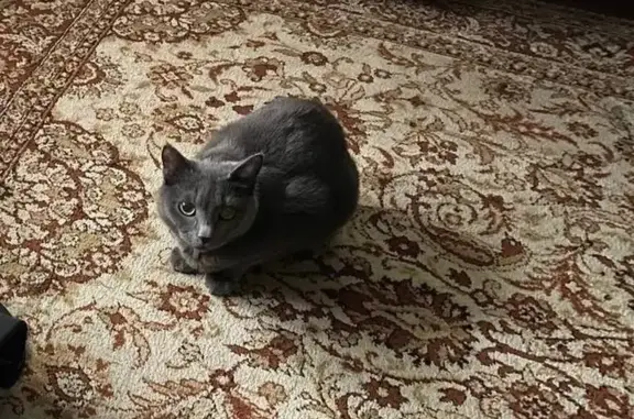 Кошки потеряшки, Новокузнецк, фото: Потеряшка кошка, ул. Мориса Тореза, 32