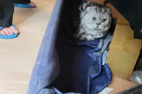 Британская кошка найдена, Интернациональная 