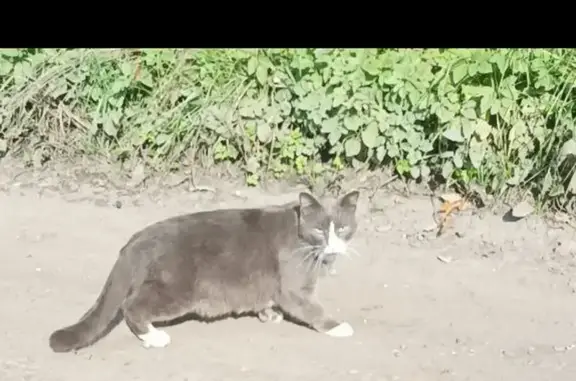 Найдена кошка, Ленинградская область, фото: Кошка найдена в Борисовой Гриве