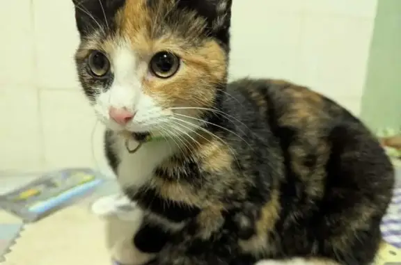 Найдена кошка, Санкт-Петербург, фото: Кошка найдена: Тамбасова 29/1В, СПб