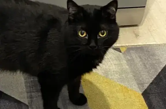 Кошки потеряшки, Нижневартовск, фото: Потеряшка черная кошка, Северная ул., 12