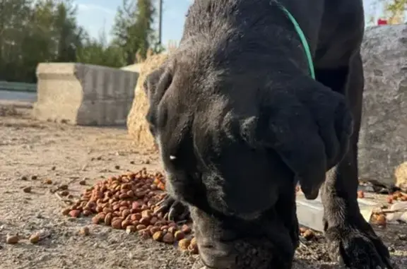 Найдена собака на Перепечинском шоссе