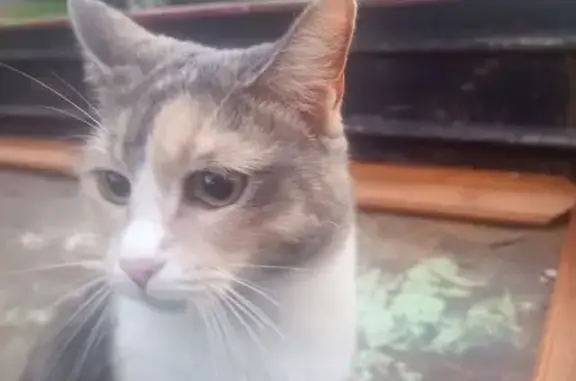 Кошки потеряшки, Лесосибирск, фото: Потеряшка кошка, Лесосибирск, 9 мкр, д. 5