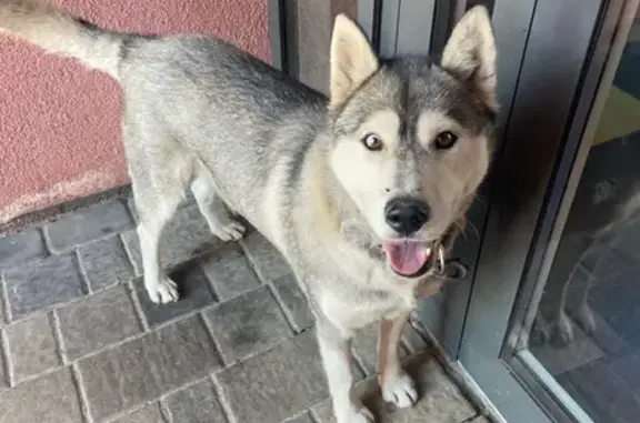 Хаски найдена: Семейная ул. 9, Белгород