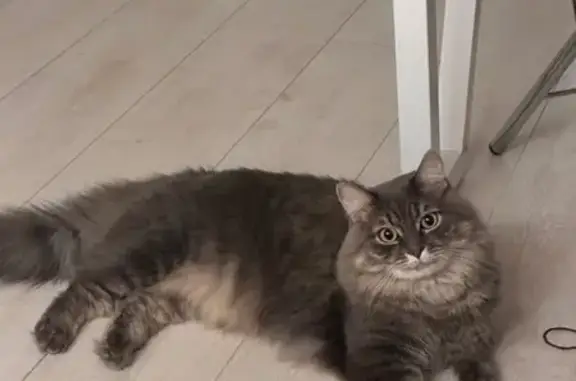 Кошки потеряшки, Усть-Лабинск, фото: Потеряшка кошка, Курганный пер., 31, Усть-Лабинск