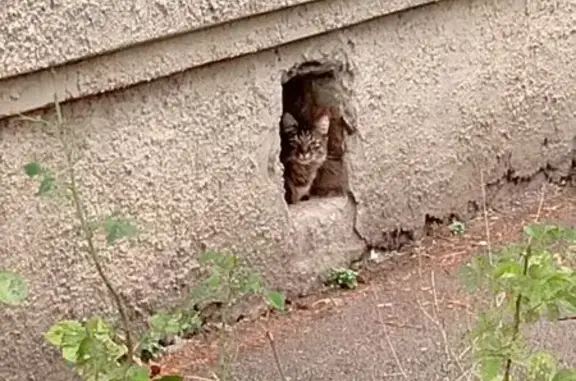 Найдена кошка, Краснодар, фото: Кошка найдена, ул. Гагарина, 202, Краснодар