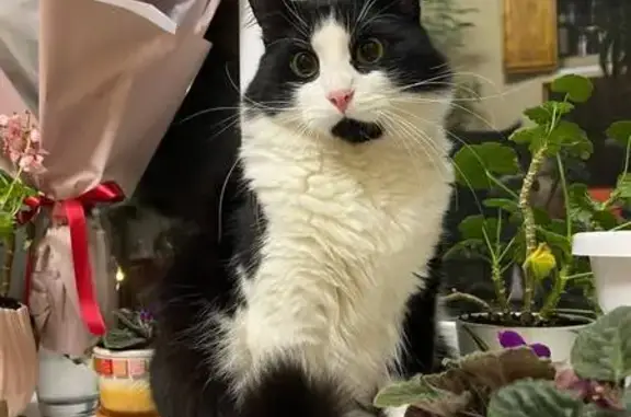 Пропала кошка у трассы Р-22, Борисовское