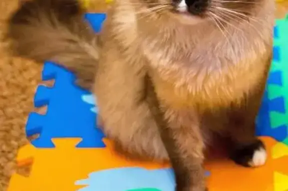 Пропала кошка, ул. Огарёва, Рыбинск