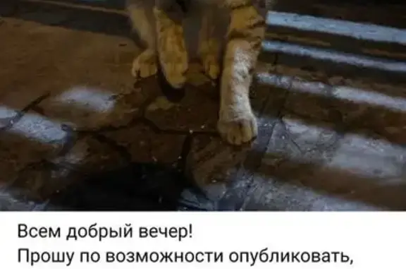 Найдена кошка, Пятницкое ш., 45, Рождествено