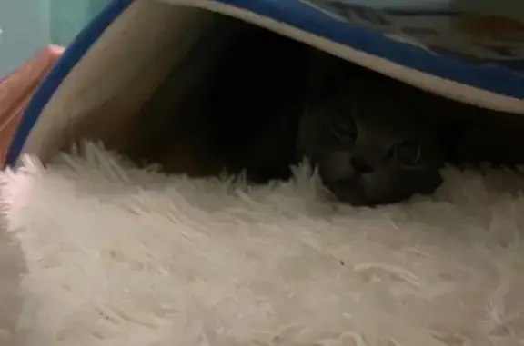 Найдена кошка, Новосибирск, фото: Найдена серая кошка, Трудовая ул., НСК