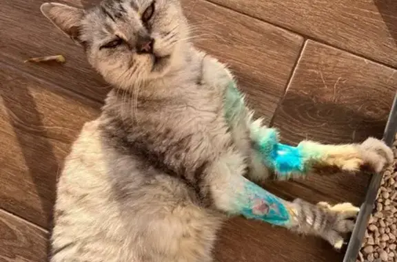 Найдена кошка, Тверская область, фото: Кошка найдена в 