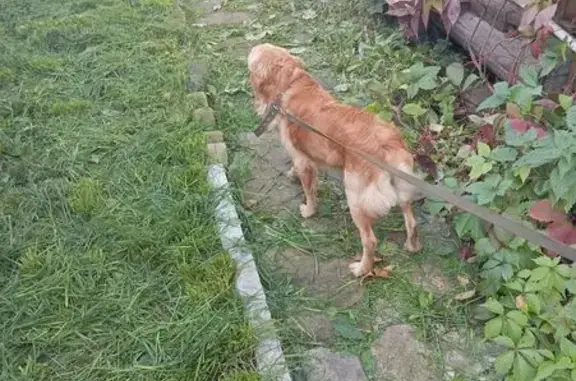 Найдена собака, Челябинская область, фото: Метис спаниеля найден в Челябинской области