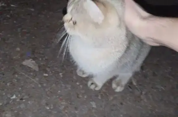 Кошка у мусорки, Горчилина 4, Чесноковка