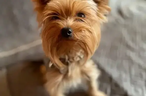 Пропала собака в Нармонском, Татарстан