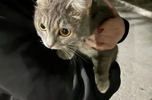 Найдена кошка, Тюмень, фото: Кошка найдена: ул. Щорса 10, Тюмень