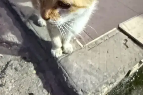 Найдена кошка, Махачкала, фото: Найдена кошка, ул. Ахульго, Махачкала