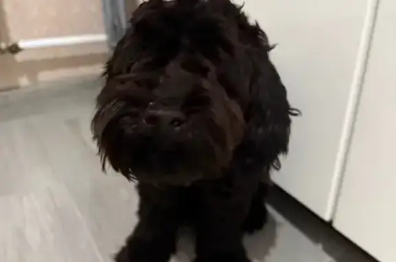 Найдена собака, ул. Посадского, 28, Краснодар