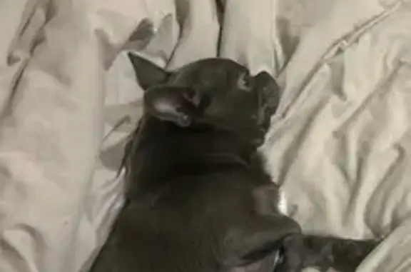 Пропала чихуахуа в парке Мзиури, Тбилиси