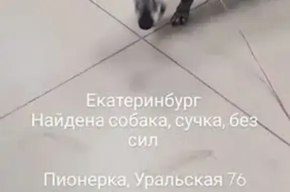 Найдена собака, Екатеринбург, фото: Найдена старая такса, Уральская 76, Екб