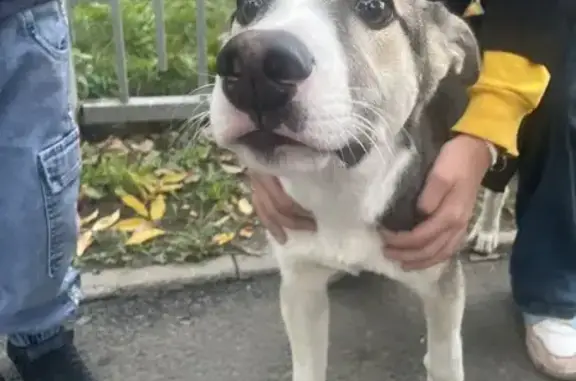 Найдена собака, Екатеринбург, фото: Щенок найден: Фестивальная ул., Екатеринбург