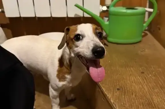 Собака найдена: ул. Листопадная, 34, Казань