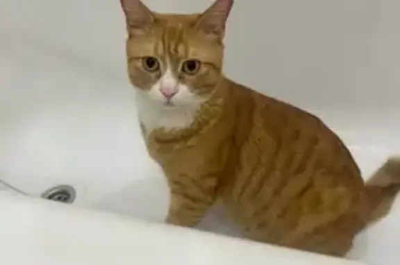 Пропала кошка на Георгиева, 14В, Барнаул